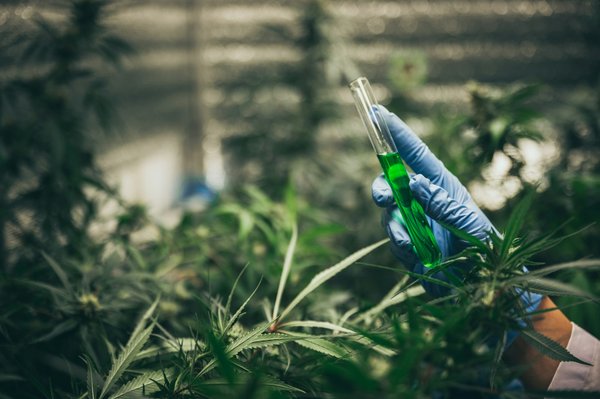 Avis sur Tealerlab : découvrez la gamme variée de produits dérivés de chanvre